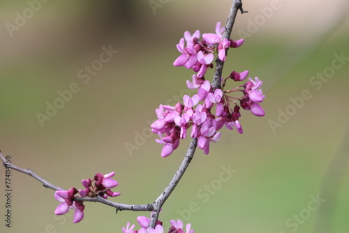 blossoms of Cercis siliquastrum (Judas tree) in spring photo