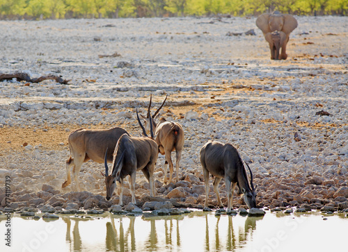 Eland drinking at a waterhoe with two elephants coming in from behin photo