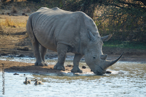Fototapeta Naklejka Na Ścianę i Meble -  White Rhinoceros in pilanesberg national park