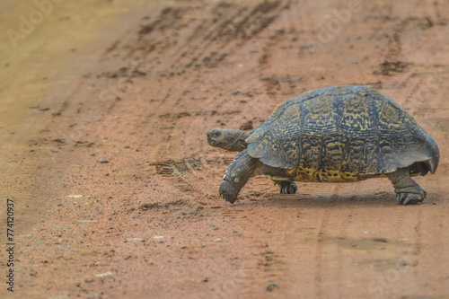 Cute small Leopard Tortoise crawling on dirt road in a game reserve in South Africa