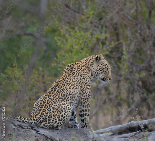 Leopard a big five during safari in Kruger national park