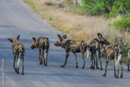 Endangered African wild dog during safari in kruger