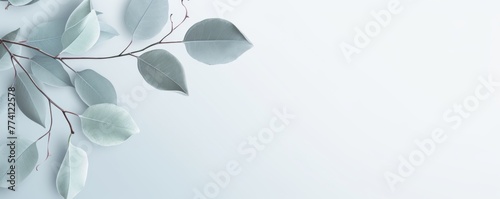 Eucalyptus branches on light minimalistic background, banner wallpaper. Generative Ai.