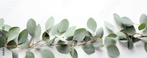 Eucalyptus branches on light minimalistic background, banner wallpaper. Generative Ai.