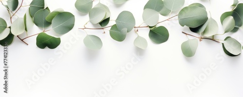 Eucalyptus branches on light minimalistic background, banner wallpaper. Generative Ai.