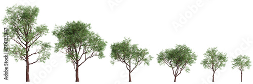 3d illustration of set Corymbia calophylla tree isolated on transparent background photo
