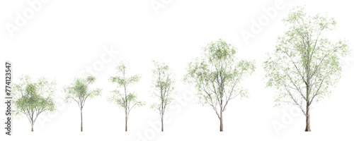 3d illustration of set Eucalyptus globulus tree isolated on transparent background
