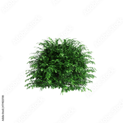 3d illustration of Taxus baccata bush isolated on transparent background