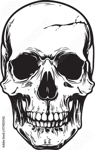human skull illustration  photo