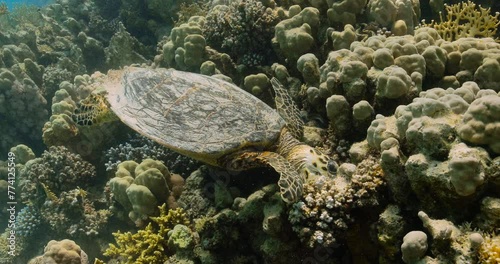 Colorful coral reef and Hawksbill sea turtle eating in the red sea. photo