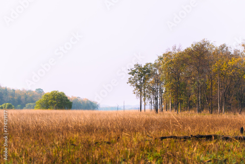 Landscape view of Satpuda forest in Central Indian state of Madhya Pradesh. photo