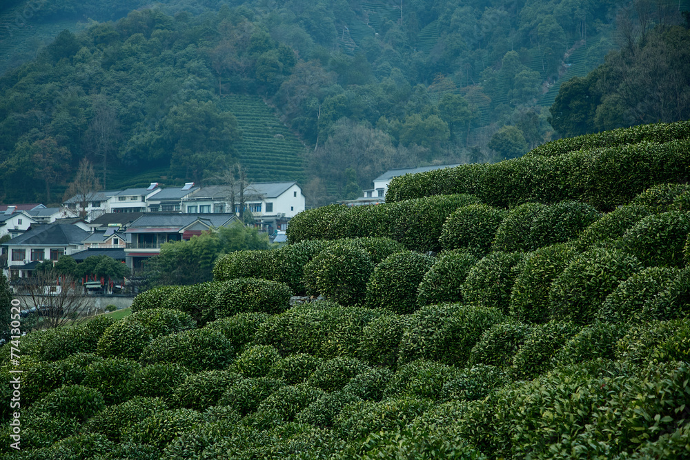 West Lake Longjing Tea Garden in Hangzhou, China