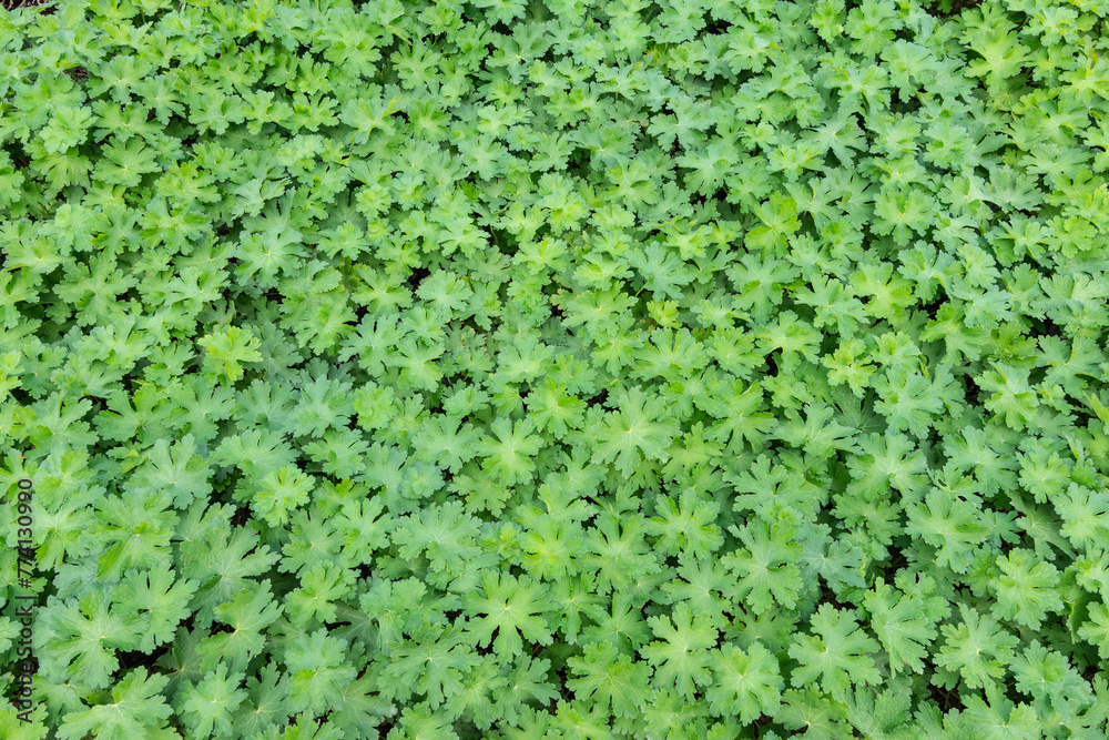 Green leaves background of Geranium ground cover plant.