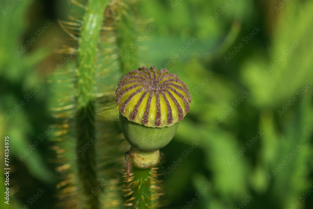 Wild poppy flowers with macro details of insects Wild poppy flowers with macro details of insects