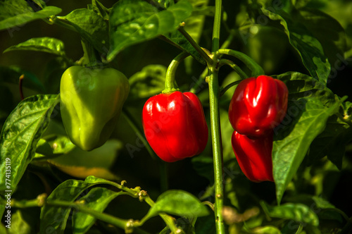 Habanero Pepper Plant with Red Fruits in the Garden. Habanero pepper plant with vibrant red fruits. TThe hot, spicy habanero peppers with their intense heat and sharp flavor.