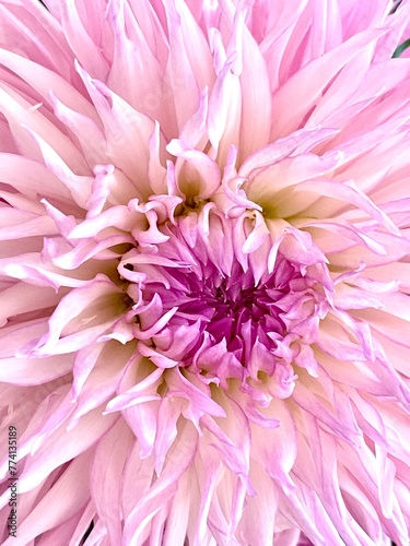 pink flower close up 