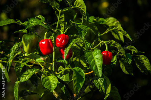 Habanero Pepper Plant with Red Fruits in the Garden. Habanero pepper plant with vibrant red fruits. TThe hot, spicy habanero peppers with their intense heat and sharp flavor.