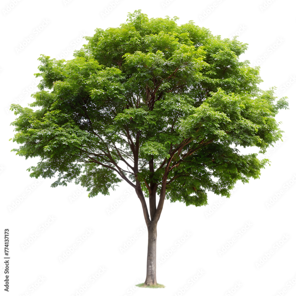 Fototapeta premium vintage oak tree illustration