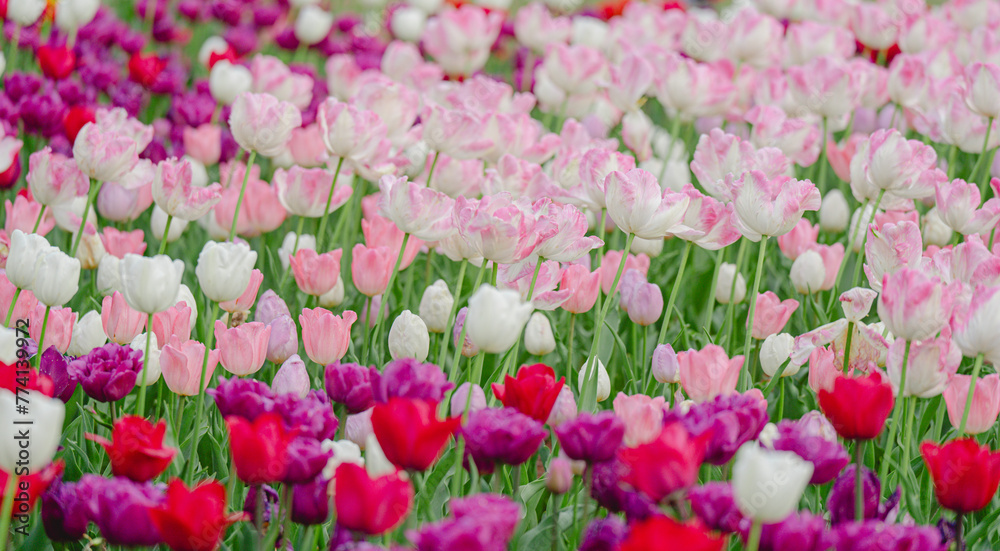 埼玉の公園に咲く美しいチューリップ