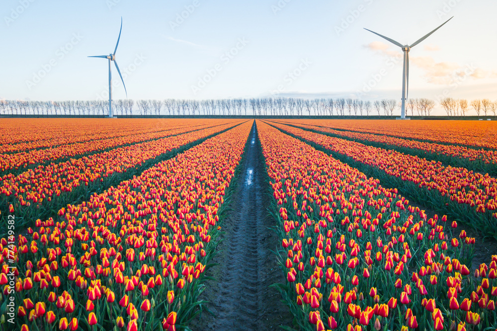 Red yellow tulipfield with modern windmills and trees in the background springtime. Holland.