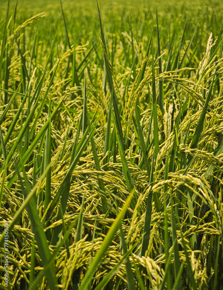 Fototapeta premium produce grains of jasmine rice on field