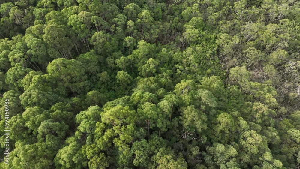 Flying over native forest in Tasmania Australia. Above tree tops in the Australian bush