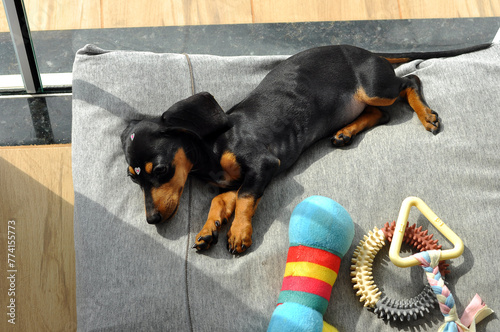filhote de duchshund tomando sol com seus brinquedos de morder  photo