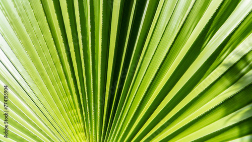 Close up of Palm leaf. Green palm tree leaf close up background