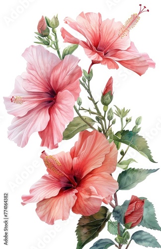 A delicate watercolor of blooming hibiscus in shades of pink