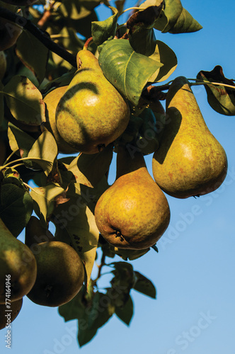 Ripe Xenia Pears Hanging on a Tree in the Summer Sun. Ripe Green Beurré Bosc Pears Hanging on a Tree Twig in Summer Against the Blue Sky.