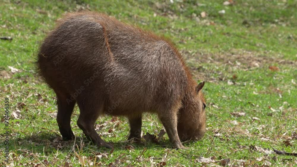 A Capybara is grazing on a meadow on a sunny day A Capybara is grazing on a meadow on a sunny day