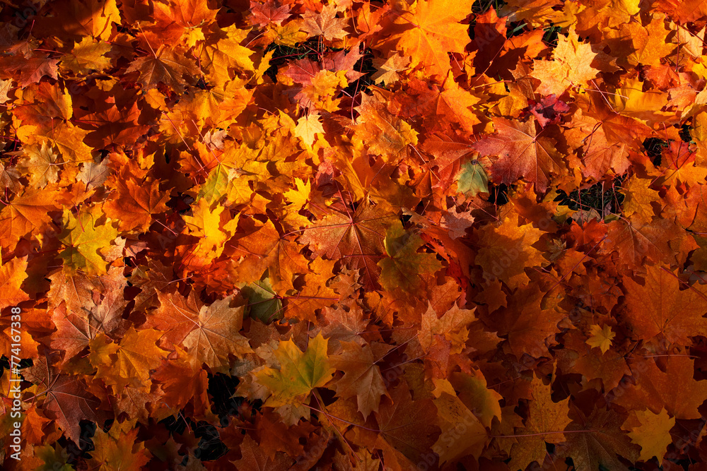 Autumn. Multicolored maple leaves lie on the grass. Top view, Autumn. Multicolored maple leaves lie on the grass. Top view,