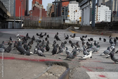 City pigeons feeding on sidewalk in urban setting