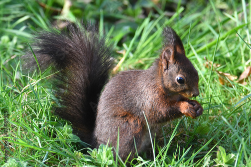 Eichhörnchen am fressen