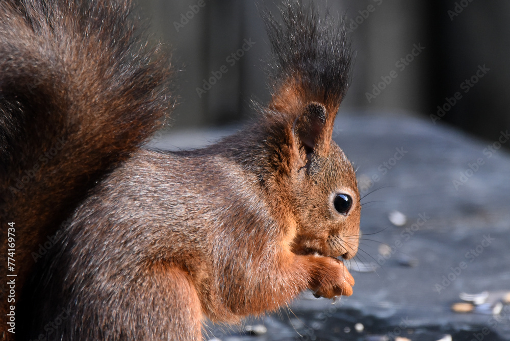 Fototapeta premium Eichhörnchen