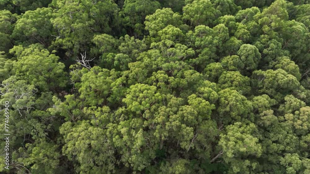 beautiful gum Trees and shrubs in the Australian bush forest. Gumtrees and native plants growing in Australia in spring beautiful gum Trees and shrubs in the Australian bush forest. Gumtrees and native plants growing in Australia in spring
