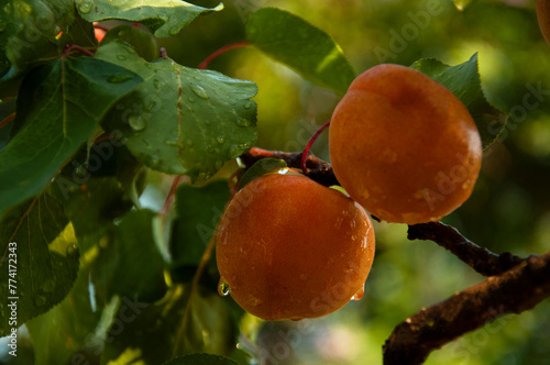 Beautiful, Ripe Apricot Fruits on a Tree with Raindrops After Rain. Close-up of Fresh Apricot Fruits Hanging on Branches in a Garden.