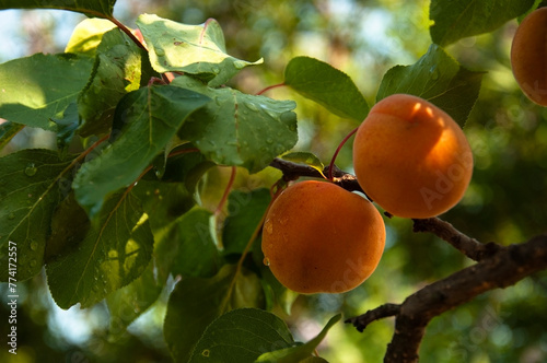 Beautiful, Ripe Apricot Fruits on a Tree with Raindrops After Rain. Close-up of Fresh Apricot Fruits Hanging on Branches in a Garden.