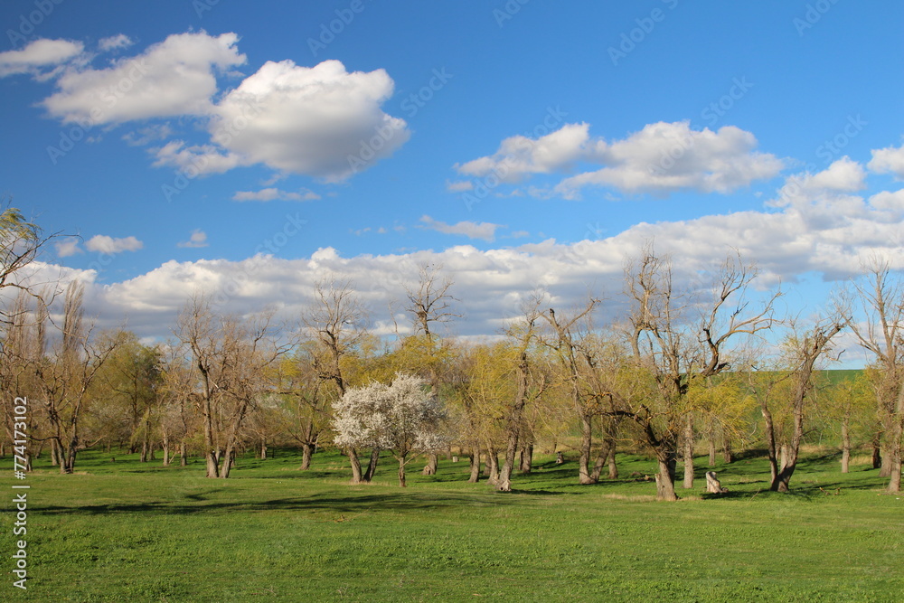Fototapeta premium A grassy field with trees and blue sky