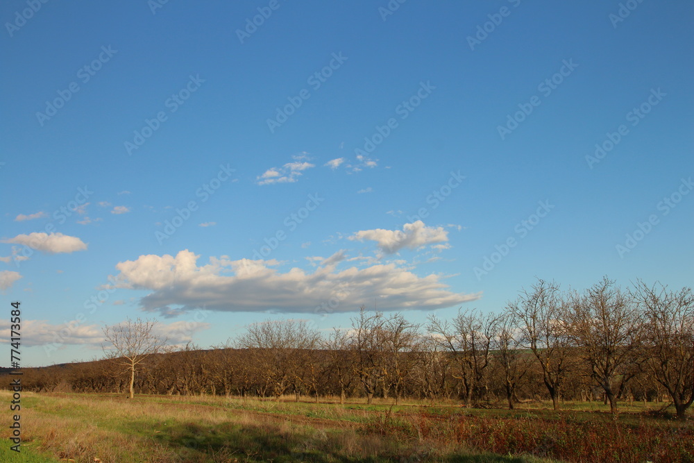 A field with trees and blue sky