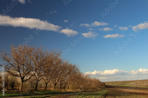 A group of trees in a field