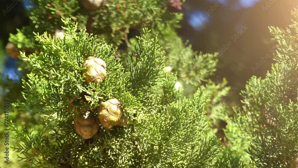 Cupressus sempervirens, Mediterranean cypress (Italian, Tuscan or Persian cypress, or pencil pine), is cypress native to eastern Mediterranean region.