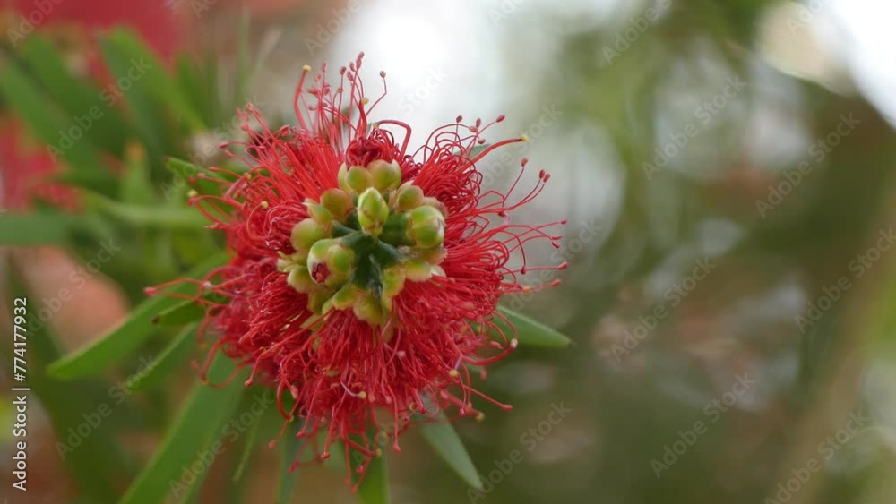 Melaleuca viminalis, commonly known as weeping bottlebrush, or creek bottlebrush or Callistemon viminalis is plant in myrtle family, Myrtaceae and is endemic to Australia. Melaleuca viminalis, commonly known as weeping bottlebrush, or creek bottlebrush or Callistemon viminalis is plant in myrtle family, Myrtaceae and is endemic to Australia.