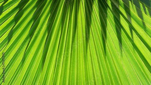 Close up of Palm leaf. Green palm tree leaf close up background