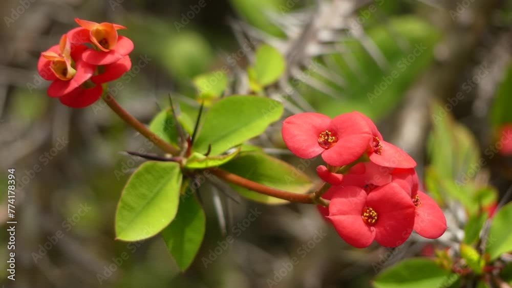 Euphorbia milii (crown of thorns, Christ plant, Christ thorn) is a species of flowering plant in the spurge family Euphorbiaciae, native to Madagascar. Euphorbia milii (crown of thorns, Christ plant, Christ thorn) is a species of flowering plant in the spurge family Euphorbiaciae, native to Madagascar.