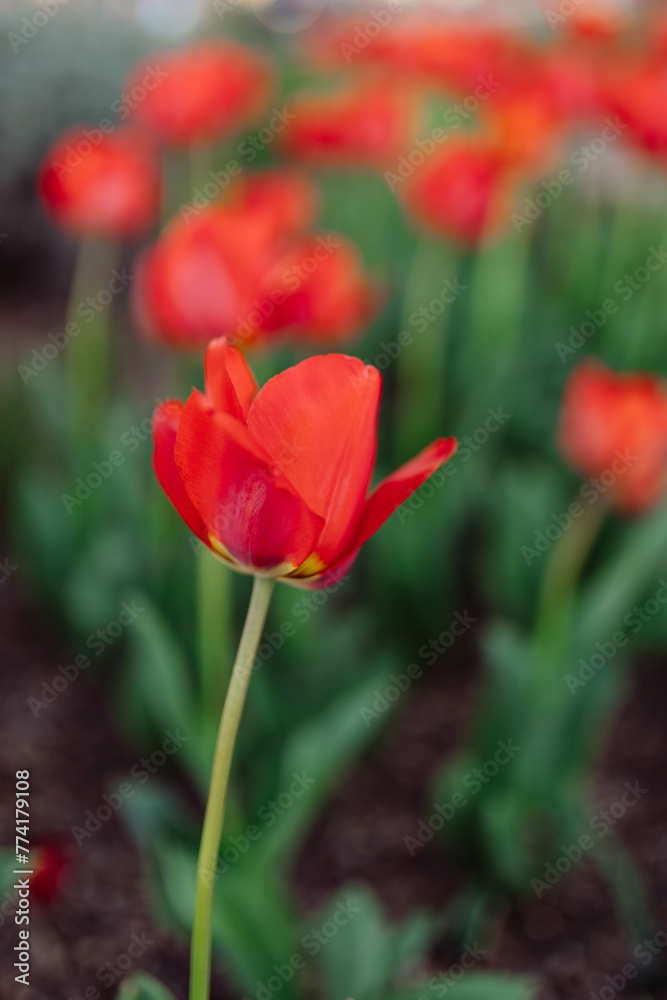 Flowers close up. Spring and summer background. Tulips on a green bokeh background. Red tulip close up. Bright red flower close-up. Flowers close up. Spring and summer background. Tulips on a green bokeh background. Red tulip close up. Bright red flower close-up.