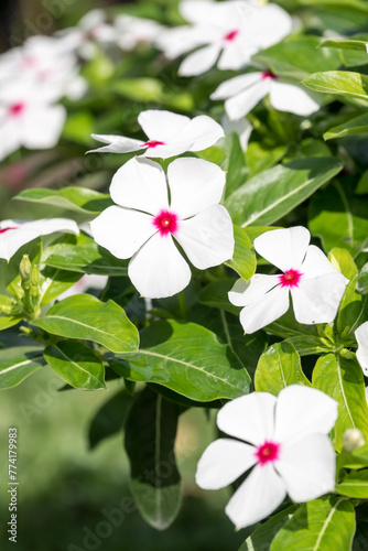 Beautiful blooming Pericuinkle flowers. photo