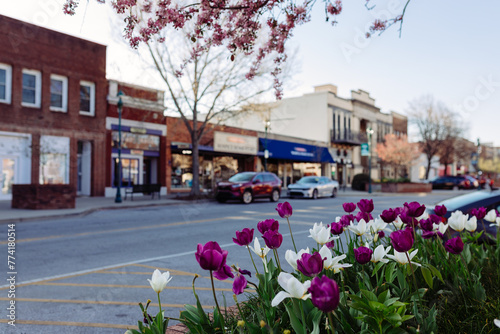 Fototapeta Naklejka Na Ścianę i Meble -  Beautiful streets in old American small town on sunny spring day. Landscaping design with colorful tulips in small city. The day before Easter in Hendersonville, North Carolina, USA - 30 March 2024