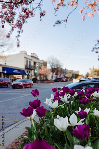 Fototapeta Naklejka Na Ścianę i Meble -  Beautiful streets in old American small town on sunny spring day. Landscaping design with colorful tulips in small city. The day before Easter in Hendersonville, North Carolina, USA - 30 March 2024