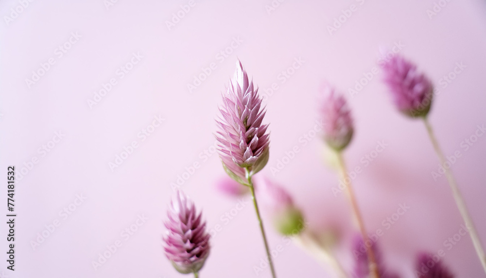 Fototapeta premium 淡い 花 アンニュイ 植物 シンプル 余白 柔らかい 優しい ふんわり